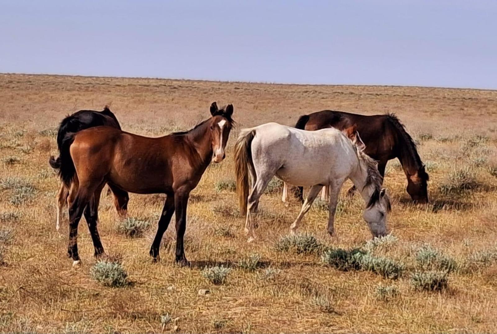 Hotel Kyzylkum Safari Yurt Camp Nurota Zewnętrze zdjęcie
