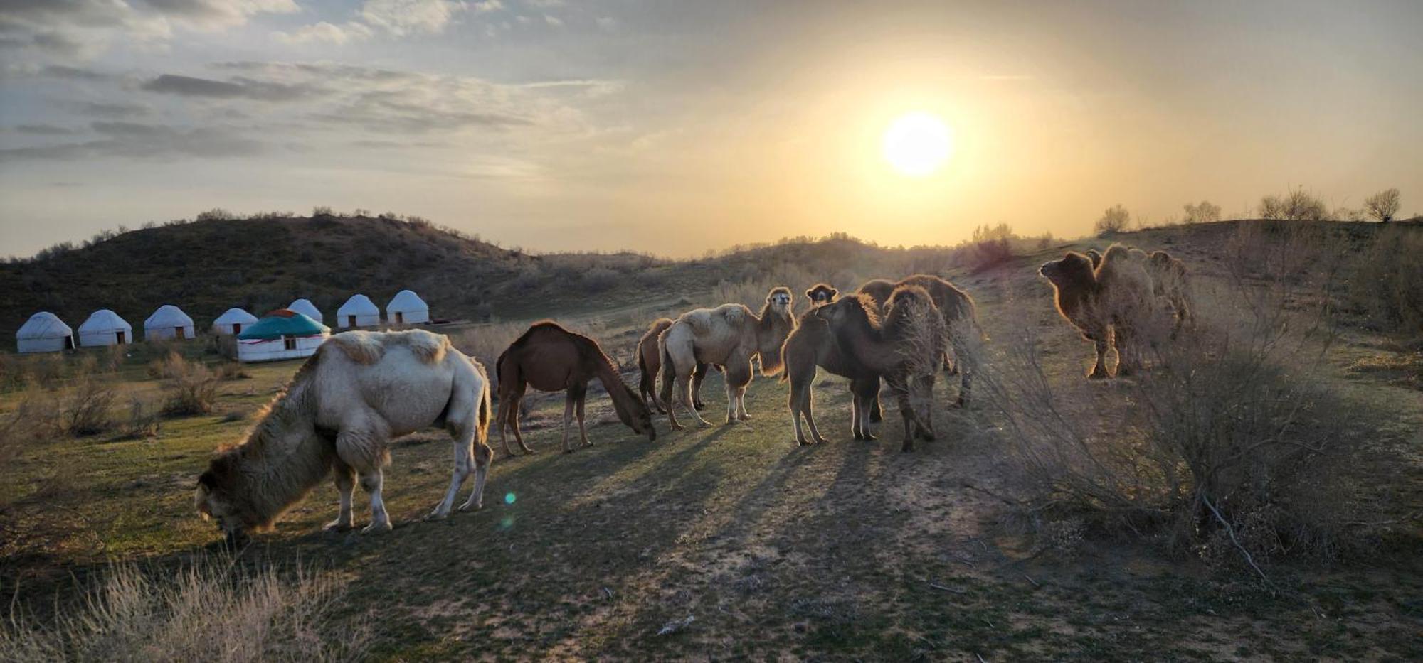 Hotel Kyzylkum Safari Yurt Camp Nurota Zewnętrze zdjęcie