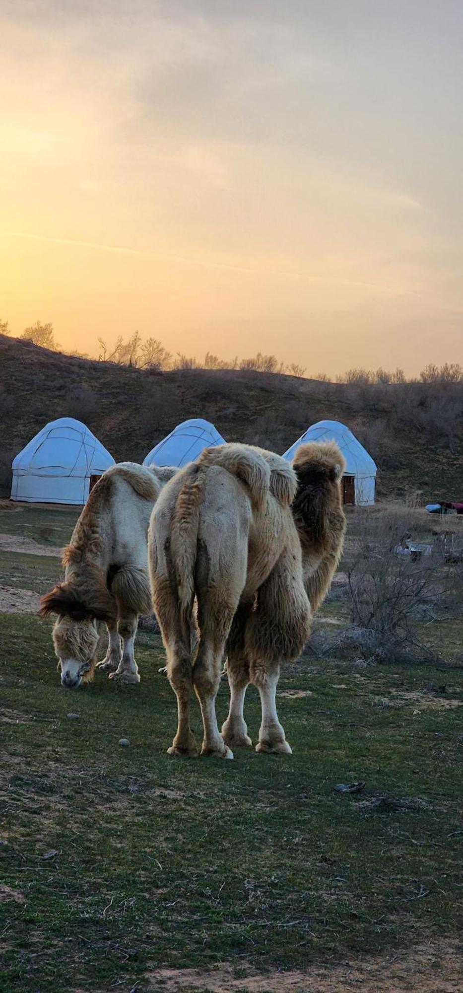 Hotel Kyzylkum Safari Yurt Camp Nurota Zewnętrze zdjęcie