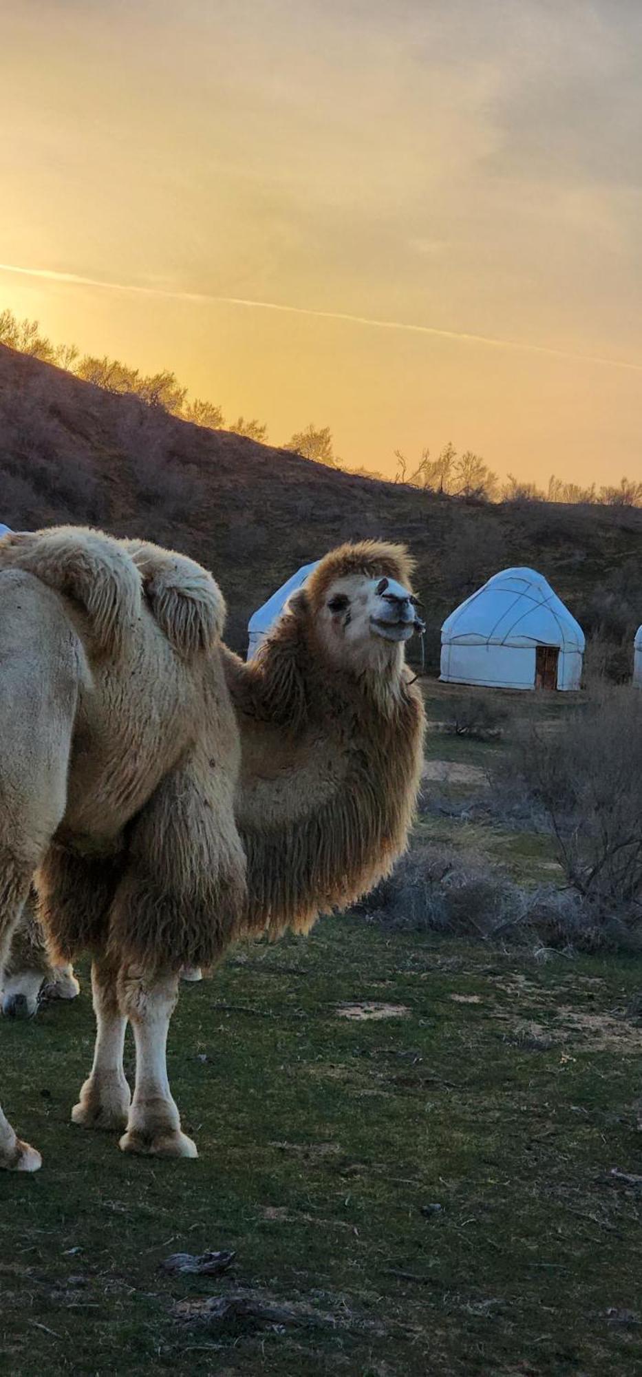 Hotel Kyzylkum Safari Yurt Camp Nurota Zewnętrze zdjęcie